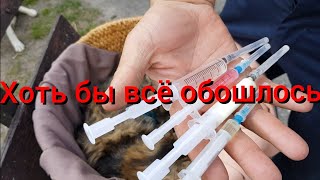 Спасение кошки после тяжелых паталогических родов и выпаивание котенка из соски.Новый электропастух