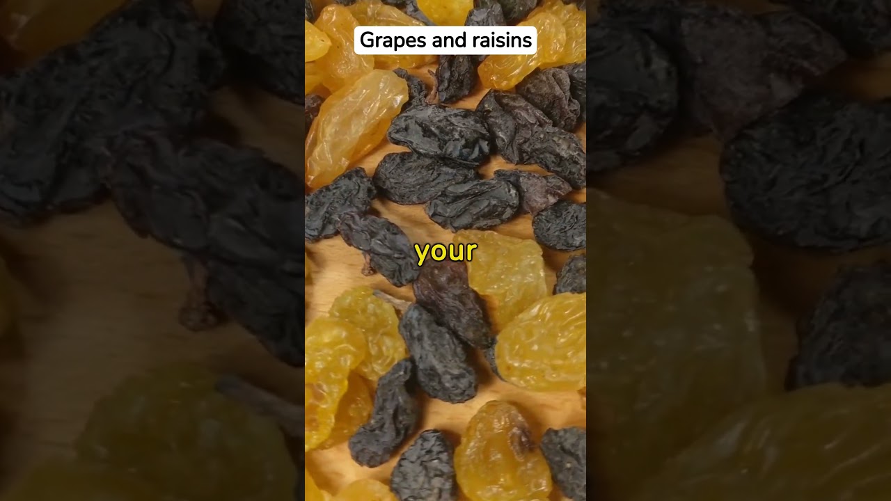 5 Common Foods Toxic to Dogs - Keep Them Safe!