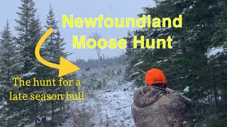 MOOSE HUNTING in NEWFOUNDLAND for A LATE SEASON BULL ! OFF  GRID CABIN TRIP! + GROUSE HUNTING