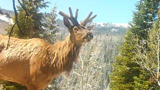 Velvet Bull Elk & Coyote In The MIx Uinta Mountains Utah May 2026