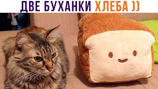 ДВЕ БУХАНКИ ХЛЕБА ))) Приколы с котами | Мемозг 1240
