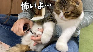 もう許して！爪切りが怖過ぎてママにしがみつく猫