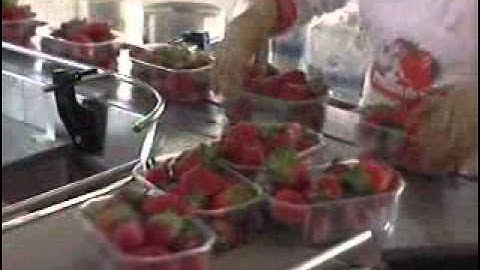 Strawberries tray packaging in flow pack wrapper (HFFS)