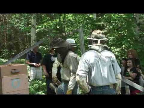 2009 Zaagkii Video #4: Michigan teens meet 150000 swarming honeybees with beekeeper Jim Hayward