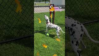 Smokey the Dalmatian Dog Happy HowlOWeen #shorts #dog #dalmatian