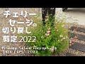 『チェリーセージ切り戻し2022』Pruning Salvia microphylla "HOT LIPS" 2022