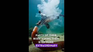 Amazing Ocean Creature Facts: Acorn Worm Documentary Style