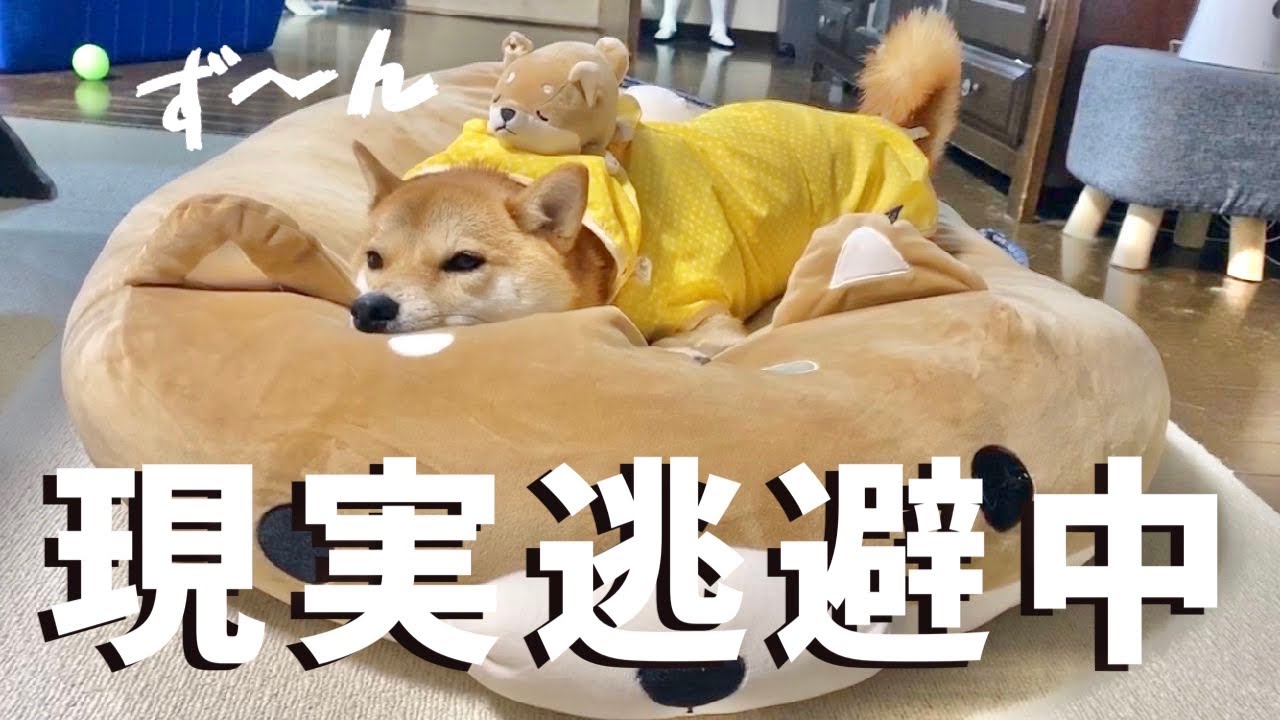 雨が降ると拒否犬が発動してしまう柴犬 Youtube