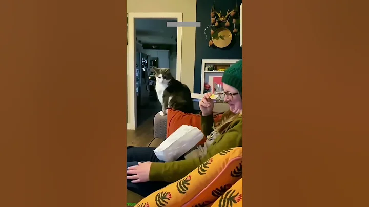 Video 11224501: cat cartoon pets, stray cats funny, pet lover funny cats, big cat pets, cat dance funny pets, cat dance dog pets, kittens meowing cute, loud funny cat