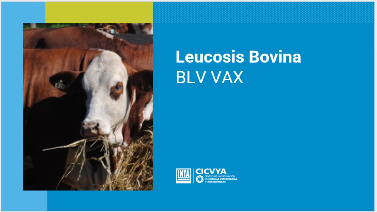 LEUCOSIS BOVINA BLV VAX