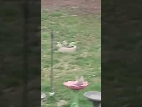 Quaker Parrots In Our Yard #quakerparrots