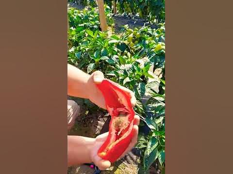 БОН АППЕТИТ - это супер урожайный гибрид сладкого перца. #перец #перцы ...