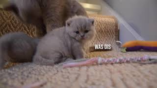 Part 2: Adorable British Shorthair kittens playtime by Nicki's Kitty's 331 views 5 years ago 5 minutes, 33 seconds