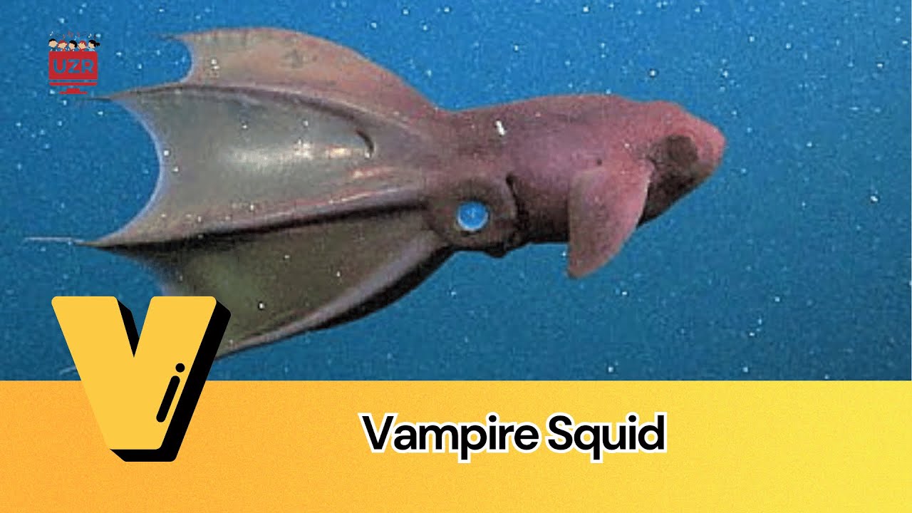 🦑 Alphabet of the Ocean | Discover Marine Life A to Z! 🌟🌊| UZR Nursery Rhymes for Kids