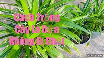 Cách Trồng Cây Lá Dứa ở Mỹ| Cách Chăm sóc Cây Lá Dứa vào mùa đông| Chăm sóc vườn cây lá sau nhà ở Mỹ