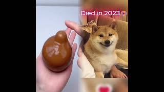 Classic Meme Dogs Through Time 😢🕯️
