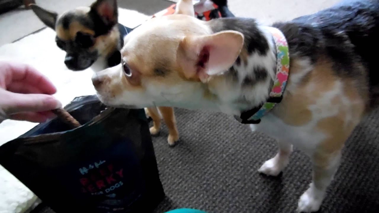 Dogs reviewing their Fifi & Fido Beef Jerky treats!