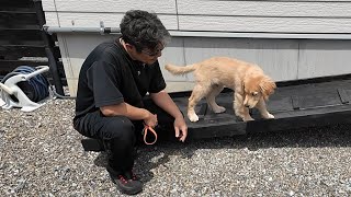 絶対にダメ！危険回避の為に子犬の時から徹底させます。【Golden Retriever japan】