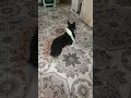 calopsita domadora de cachorro!🤣