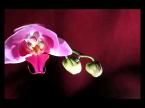 طوق الياسمين نزار قباني