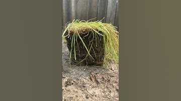 Minecraft grass block in REAL LIFE 😳😳😳