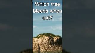 Which Treees Bleed when Cuting #generalknowledgeanswerquestions #generalknowledgequestions
