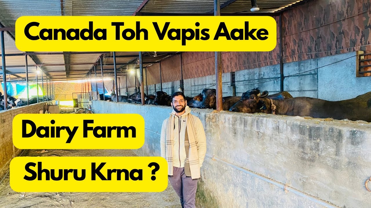 How to start Dairy Farm after returning from abroad.