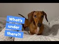 LOL wiener pup!