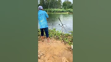 Câu cá tra sông tại Long An mồi câu cá R1 #camr1 #camr2 #camr3 #catrasong #caucatra #caucatrasong