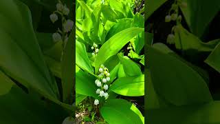 Djurdjevak. Convallaria majalis@SVETBIOLOGIJE Djurdjevak. Convallaria majalis@SVETBIOLOGIJE