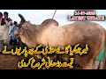 MALIR JOKHIA COW (CATTLE) MANDI KARACHI 14-7-20 LATEST UPDATES VIDEO IN URDU/HINDI