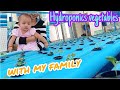 Hydroponics vegetables with my family.