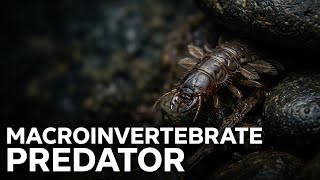 Cicada Adult Macro Close-Up Microtime Wildlife 8K