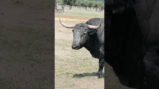 TORO DE LIDIA para los sanjuanes