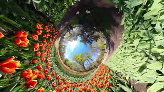 Visit to Keukenhof, Tulip gardens, Netherlandscan you tell if this is shot on Insta360 X3 or X4