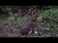 Wild Rabbit Eating - cute close up video- Whiteswan Provincial Park, BC, Canada