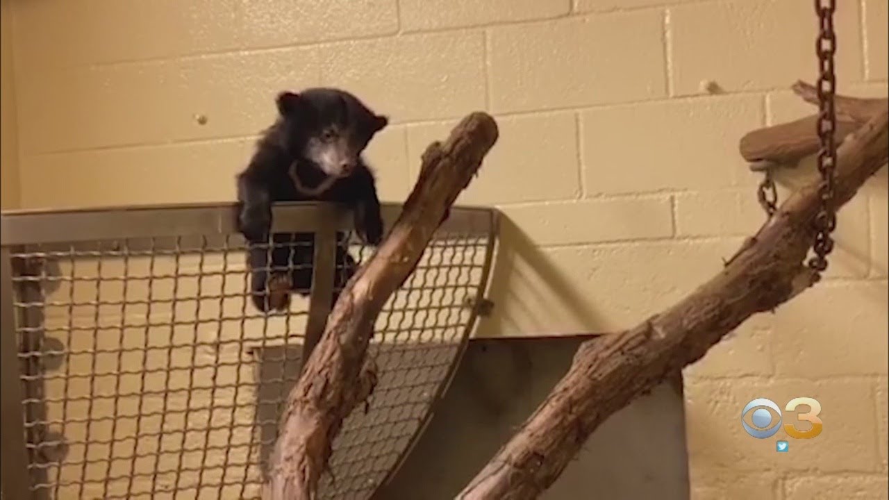 Philadelphia Zoo Asking For Your Help Naming Sloth Bear Cub