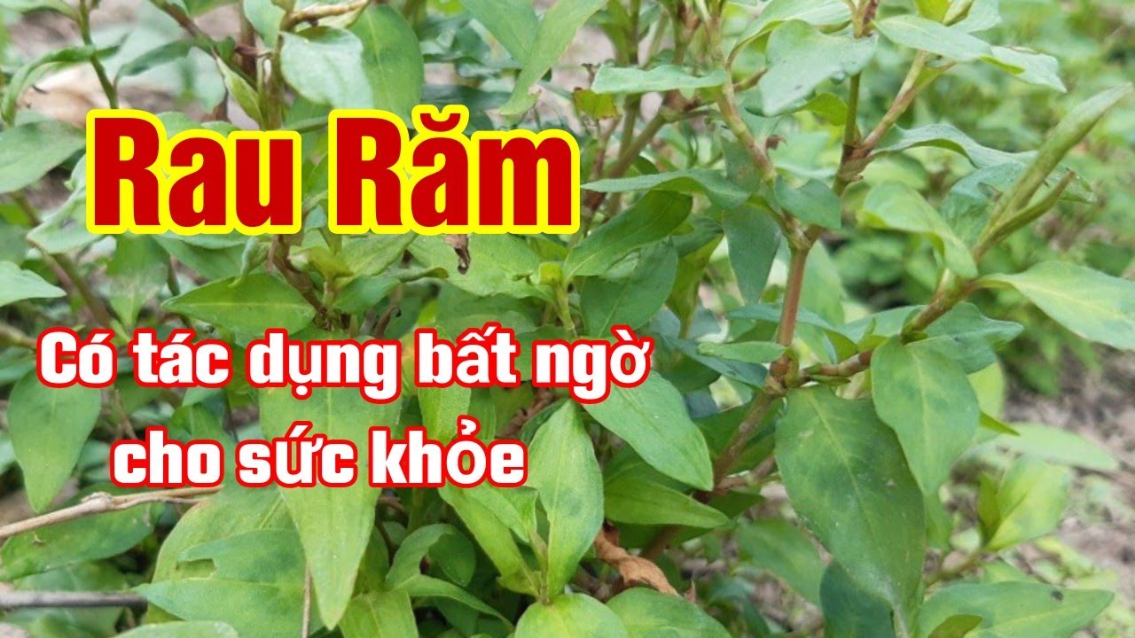 Rau Răm và những tác dụng bất ngờ cho sức khoẻ| Hằng Lê HG85 - YouTube