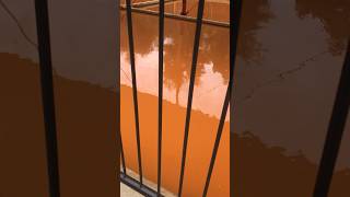 Someone drank too much Fanta/orange juice!