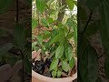 Arboles de canela listos para el trasplante #canela #cinnamontrees #arbolesdecanela