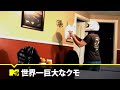 デカすぎ!世界一大きいクモ【世界のおバカ映像】#Shorts
