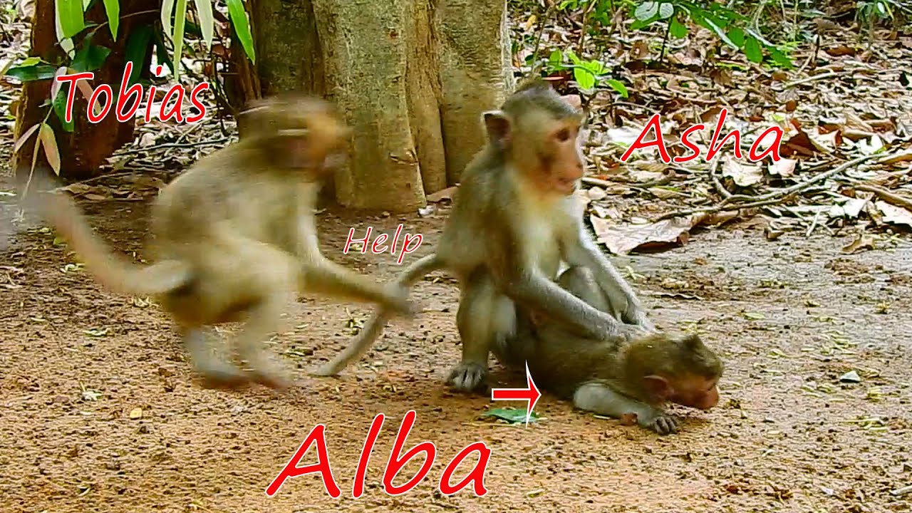 Hurry up Tobias.....!  Baby monkey Tobias help baby Alba when Asha attack baby Alba!