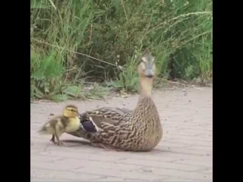 Cops rescue ducklings from drowning in sewerage..Great gesture of humanity
