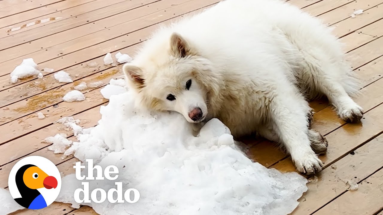 How To Make A Snow Dog Happy In The Summer The Dodo YouTube