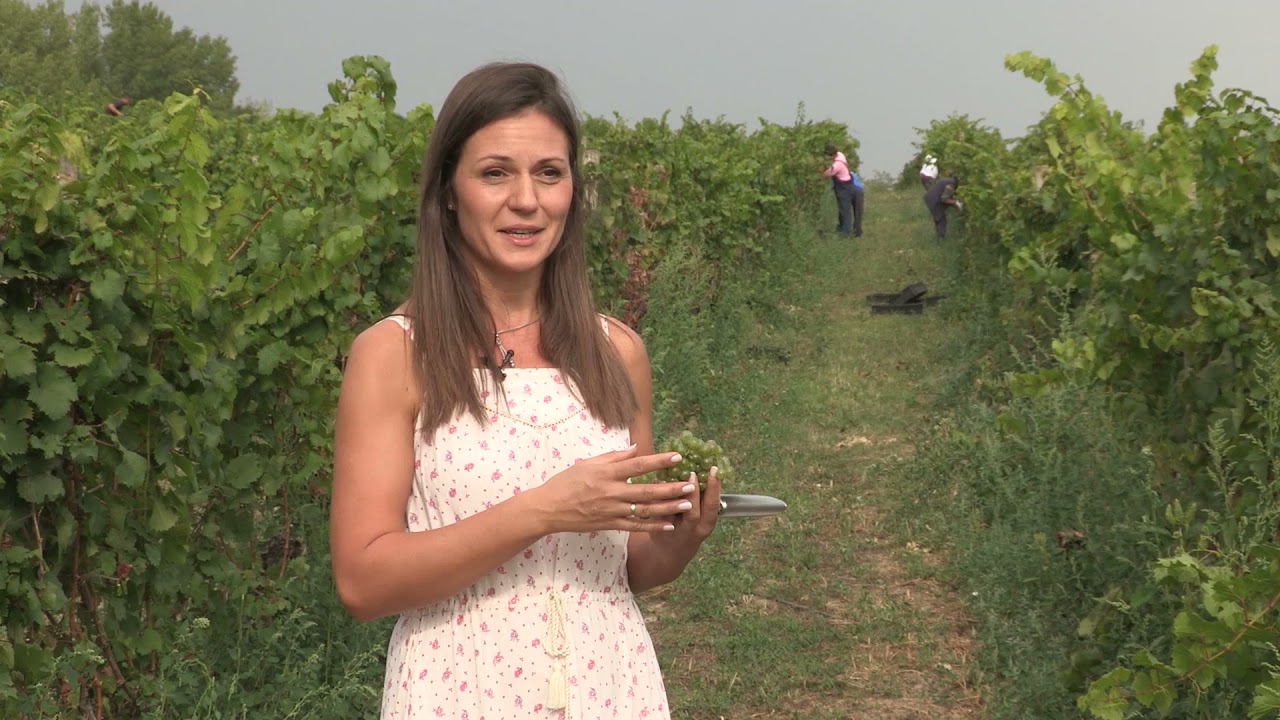 Imamo rešenje ep. 123 11.10.2021. Radmilovac, proizvodnja grožđa