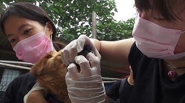 アジア犬肉紀行・日本語字幕版　予告編【ロングバージョン】