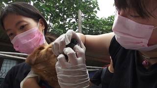 アジア犬肉紀行・日本語字幕版　予告編【ロングバージョン】