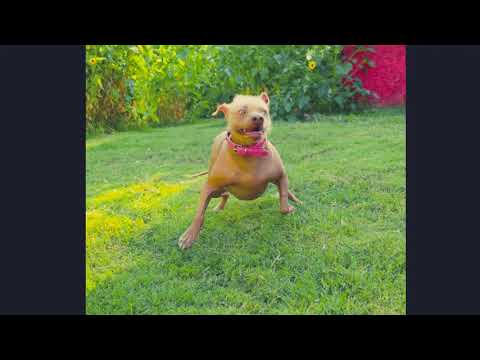 Our Hairless Pibble Crested Pumpkin Pitbull Chinese Crested Mix Rescue Youtube Our Hairless Pibble Crested Pumpkin Pitbull Chinese Crested Mix Rescue Youtube