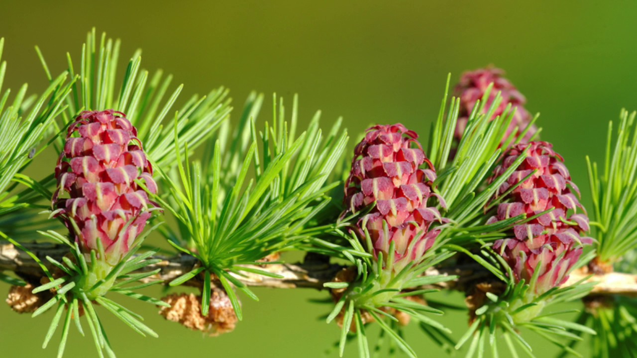 Larch flores bach propiedades