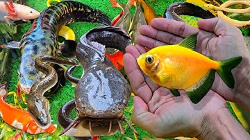 Video Bắt Cá Trê, Cá Lóc, Cá Vàng, Cá Koi, Cá Lóc, Ba Ba, Lươn, Rùa, Ếch